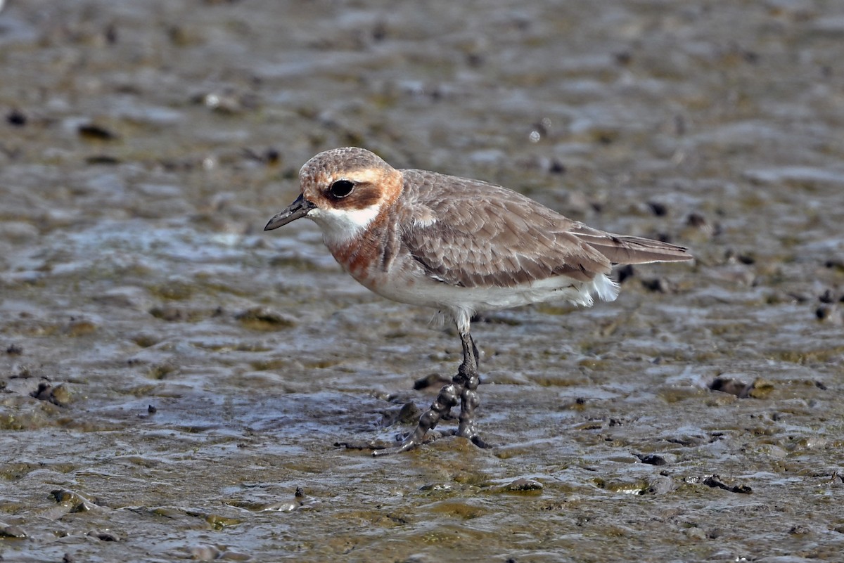 Tibetan Sand-Plover - ML657896673