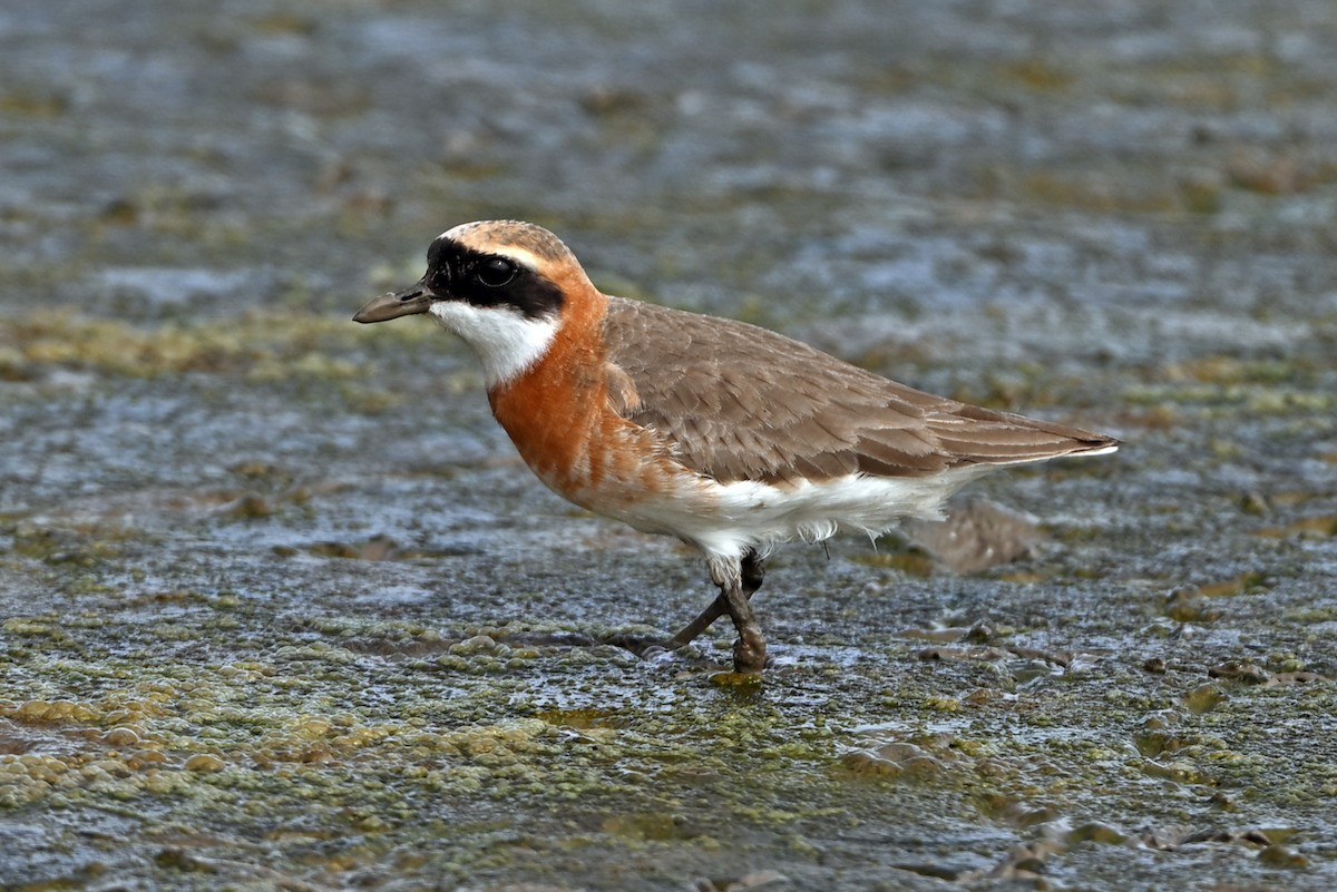 Tibetan Sand-Plover - ML657896696