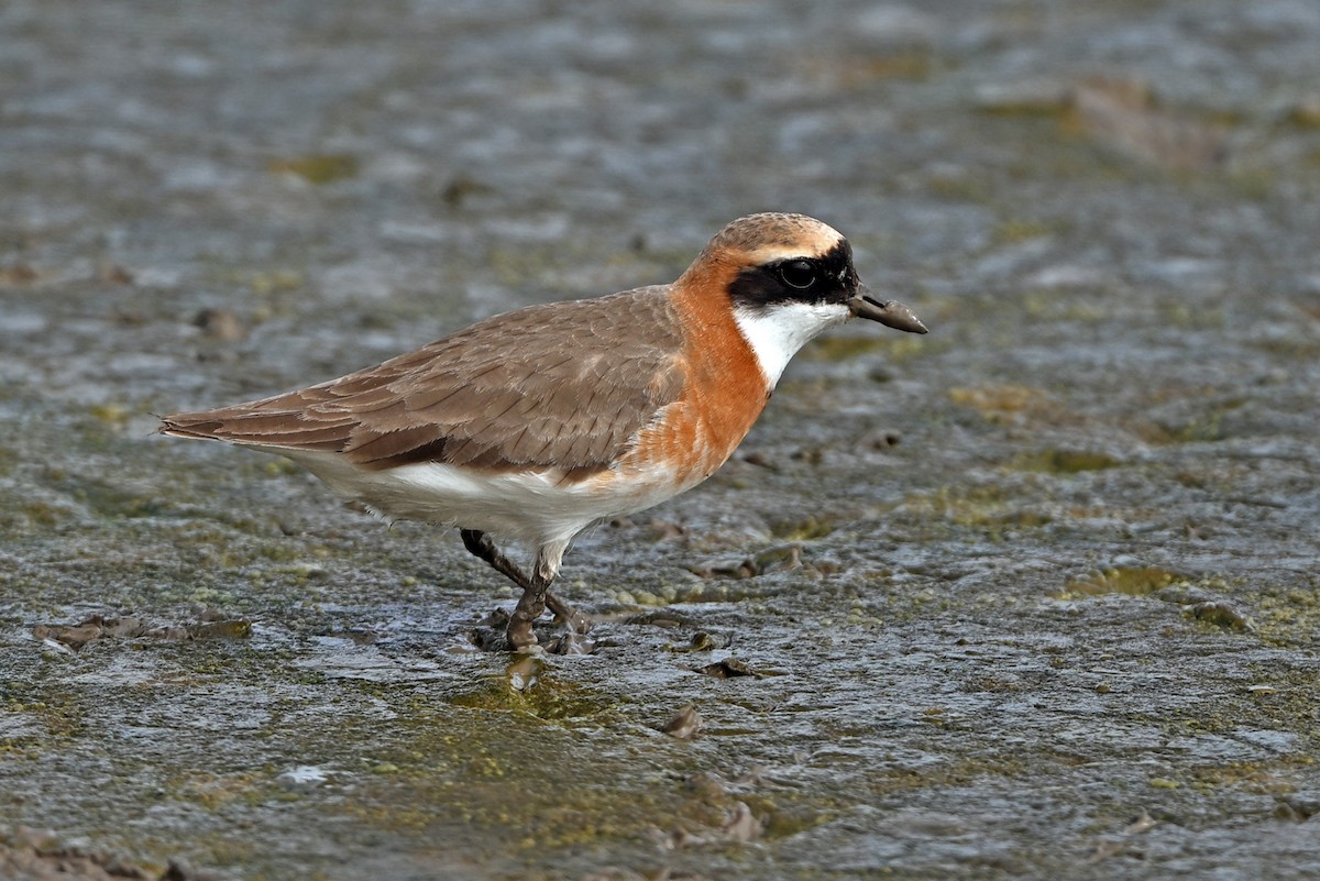 Tibetan Sand-Plover - ML657896702