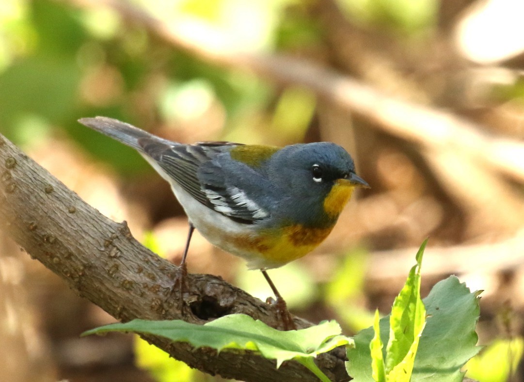 Northern Parula - ML657896762