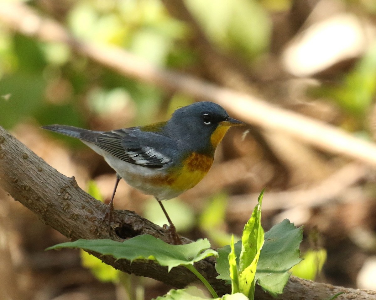 Northern Parula - ML657896772