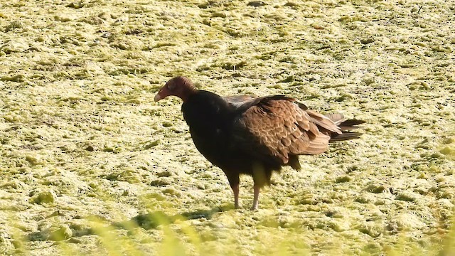 Turkey Vulture - ML657896778