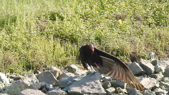 Turkey Vulture - ML657896779