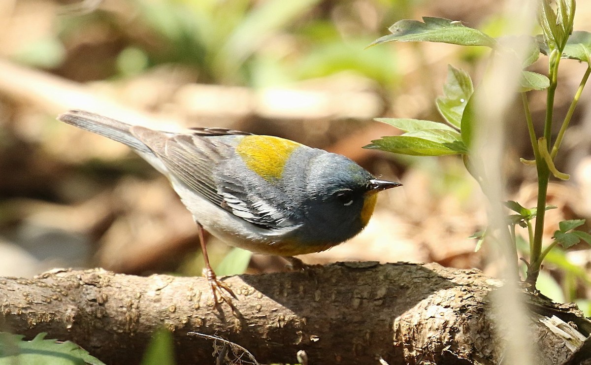 Northern Parula - ML657896833