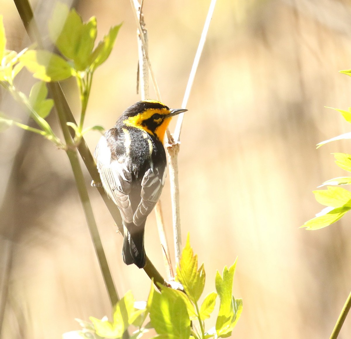 Blackburnian Warbler - ML657896921