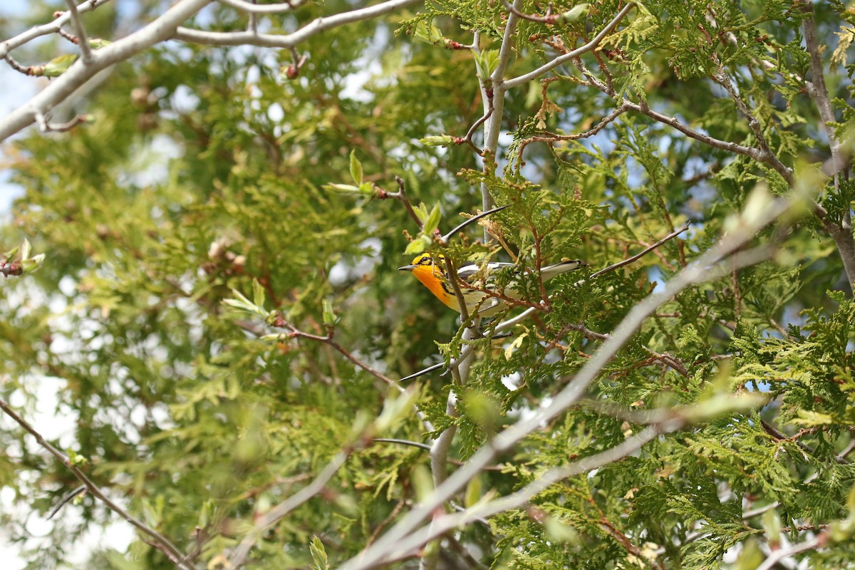 Blackburnian Warbler - ML657896982