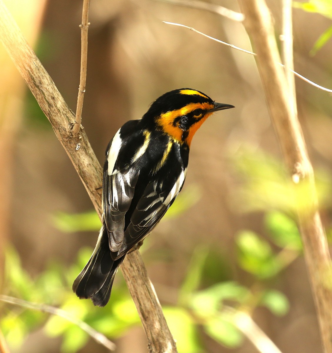 Blackburnian Warbler - ML657897001