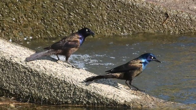 Common Grackle - ML657897026