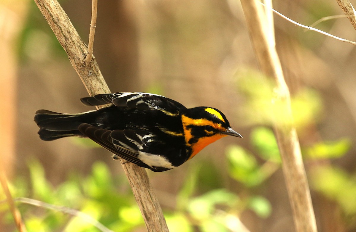 Blackburnian Warbler - ML657897051