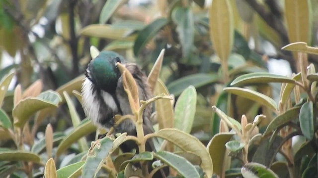 Blue-throated Hillstar - ML657897097