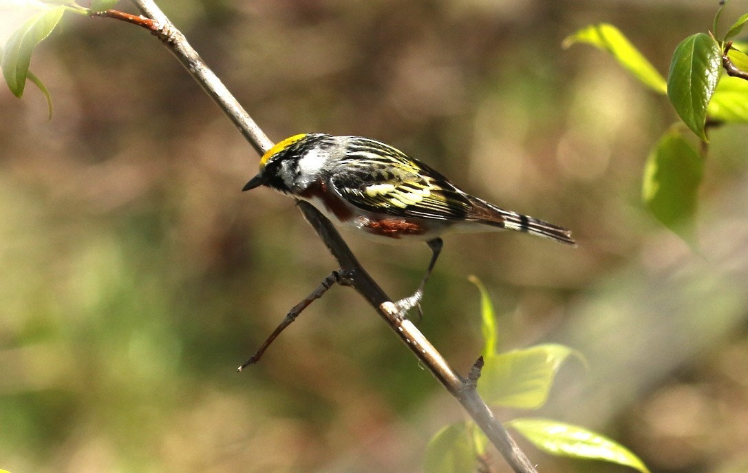 Chestnut-sided Warbler - ML657897222