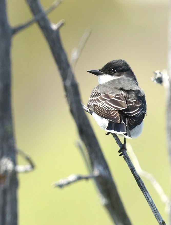 Eastern Kingbird - ML657897294