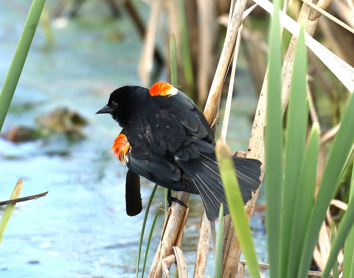 Red-winged Blackbird - ML657897350