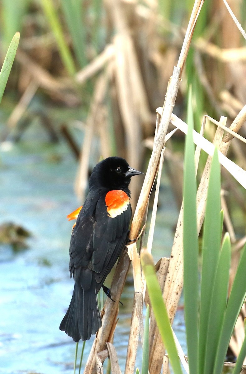Red-winged Blackbird - ML657897362