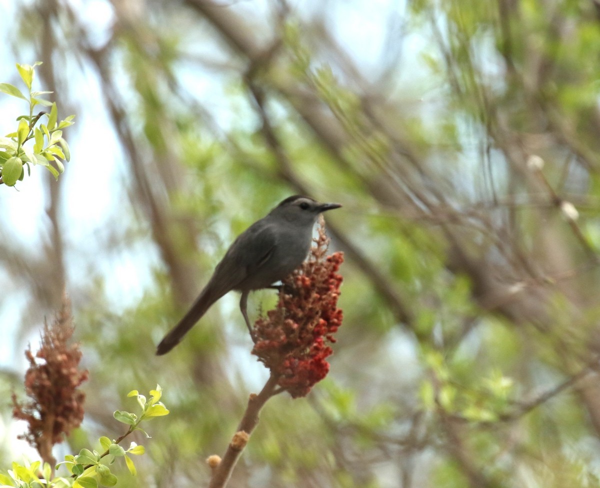Gray Catbird - ML657897381