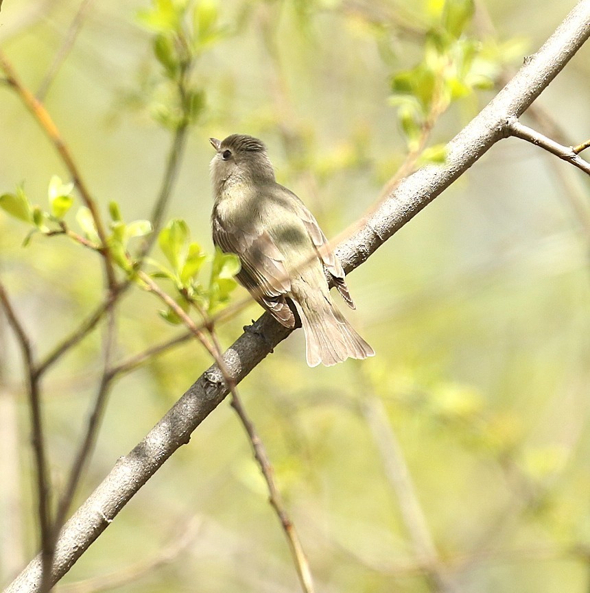 Eastern Warbling Vireo - ML657897422