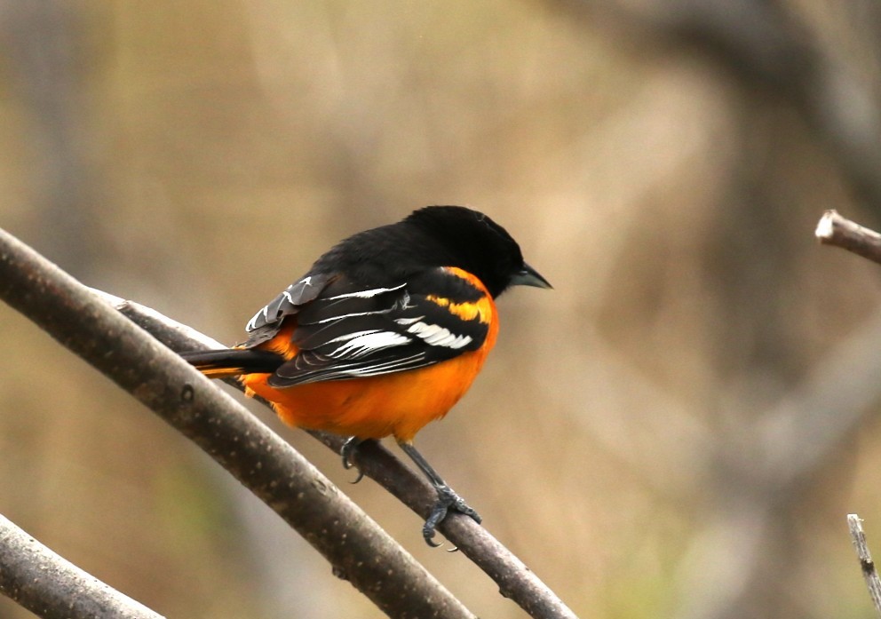 Baltimore Oriole - ML657897461
