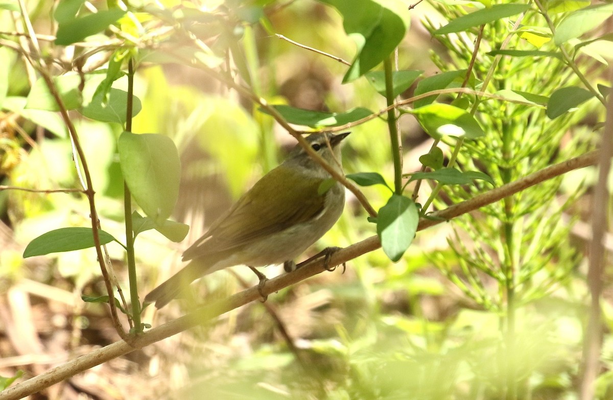 Tennessee Warbler - ML657897489