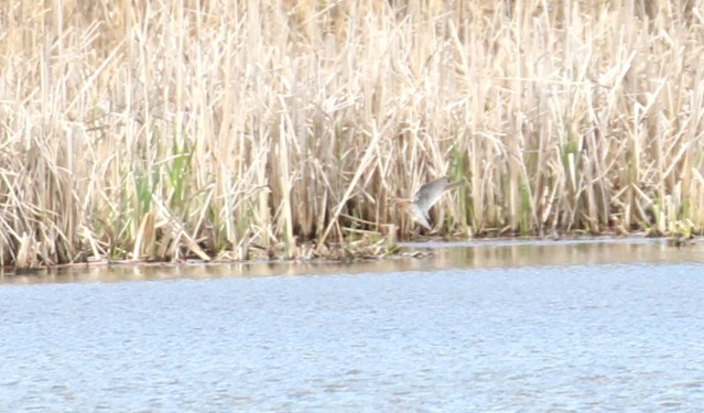 Short-billed Dowitcher - ML657897538