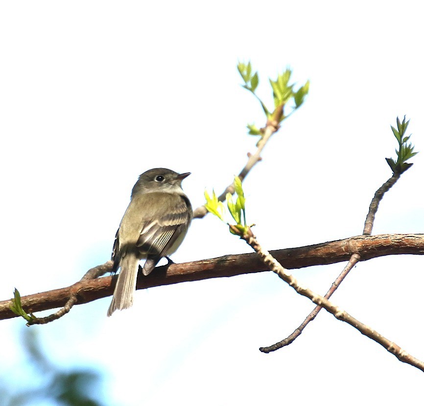 Least Flycatcher - ML657897565