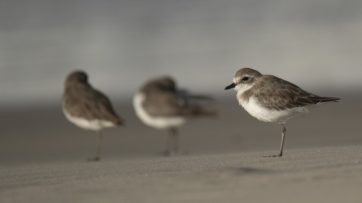 Tibetan Sand-Plover - ML657898068