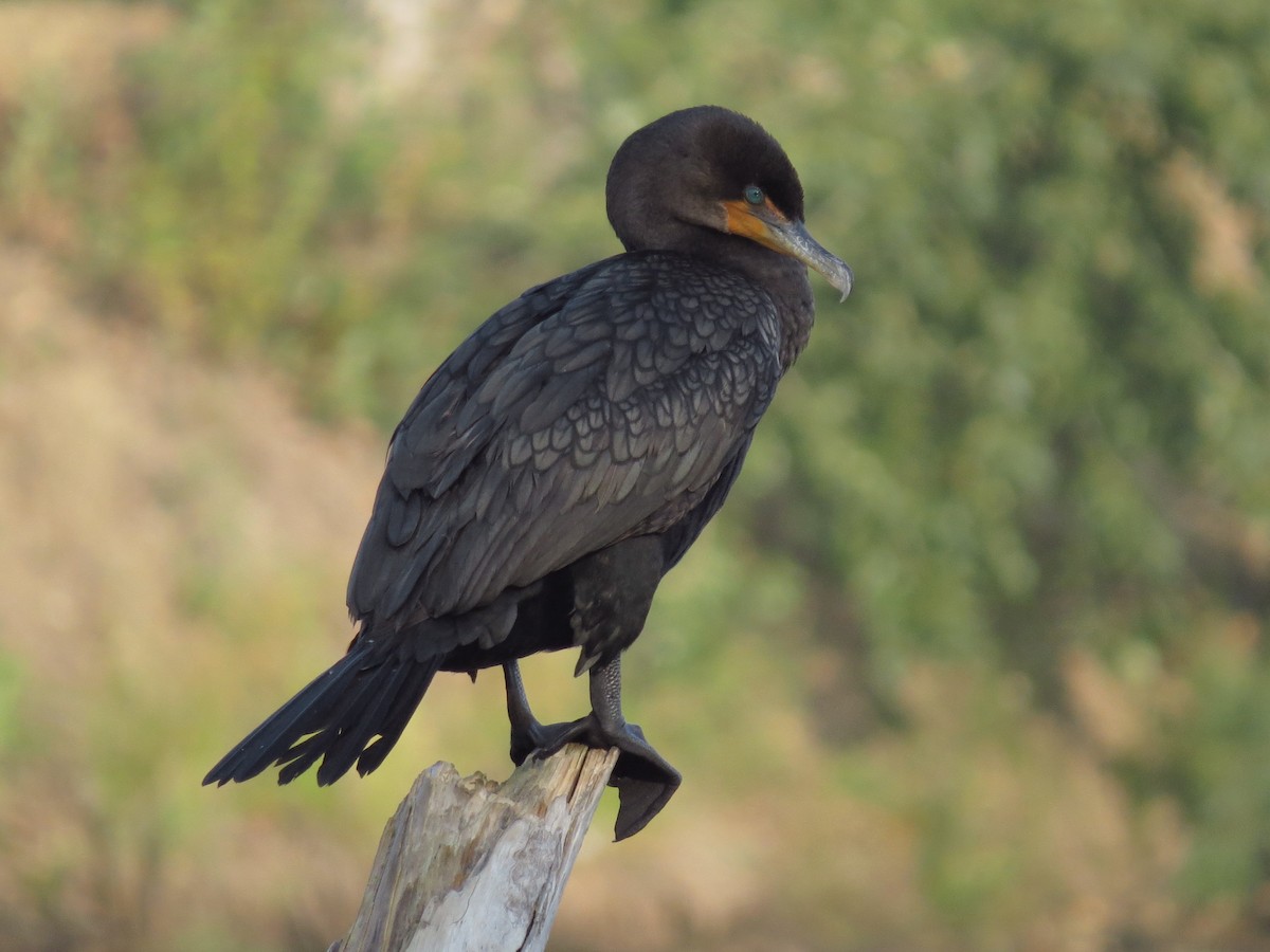 Double-crested Cormorant - Ian Hearn