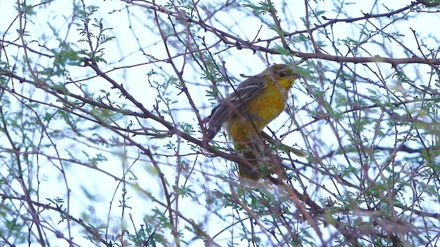 new world oriole sp. - ML657899587