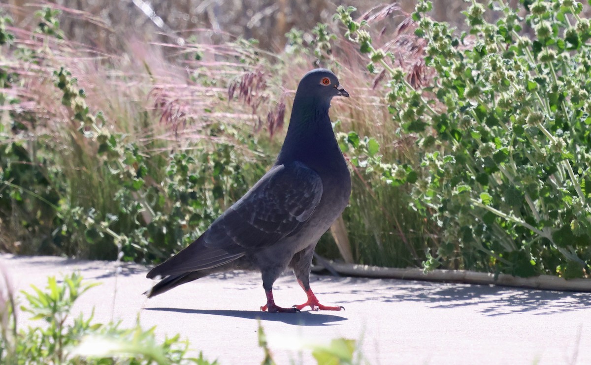 Rock Pigeon (Feral Pigeon) - ML657899622