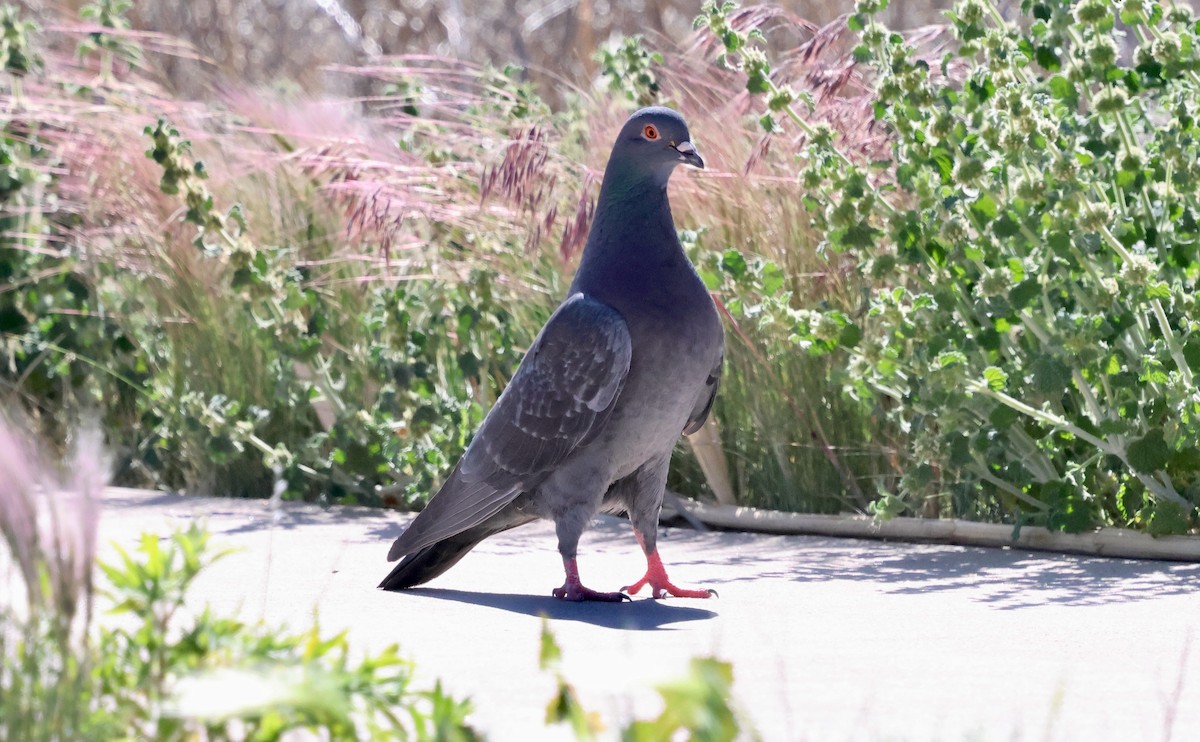 Rock Pigeon (Feral Pigeon) - ML657899623