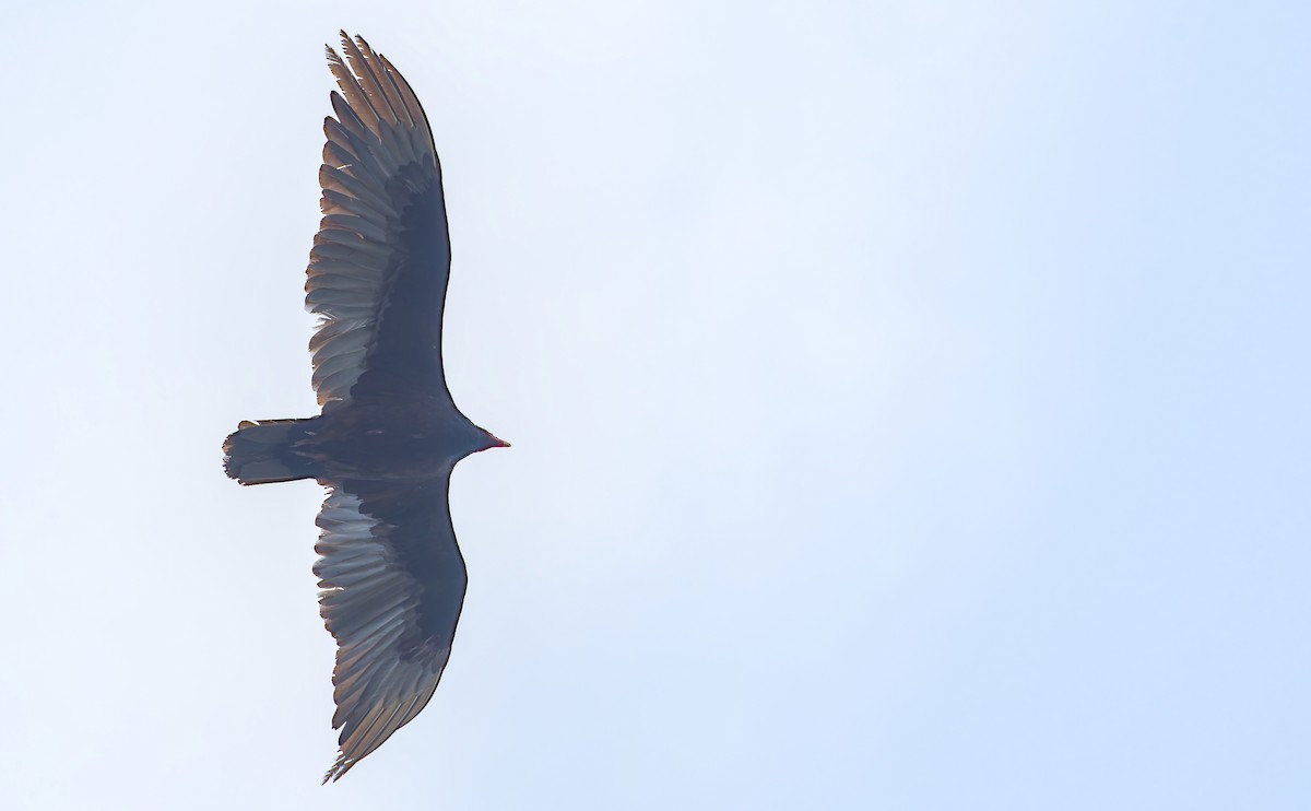 Turkey Vulture - ML657899625