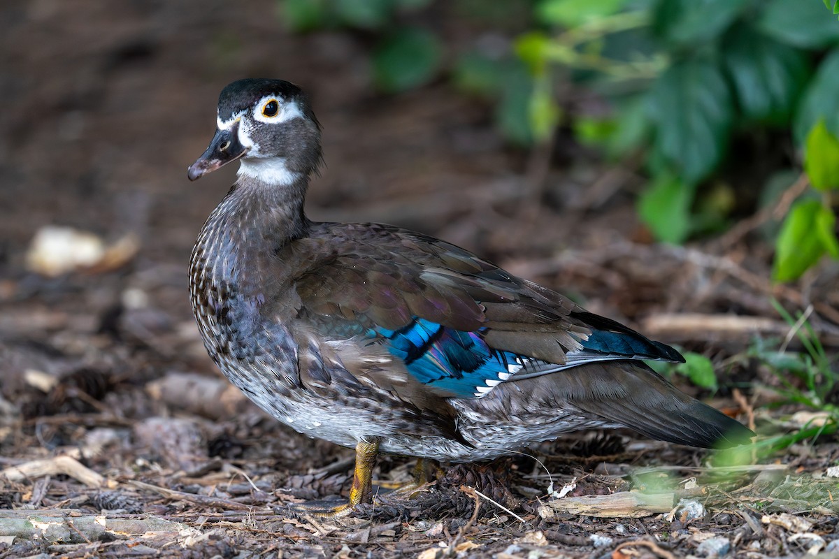 Wood Duck - ML657899626
