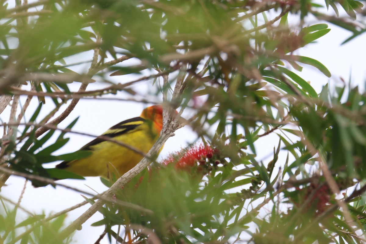 Western Tanager - ML657899627