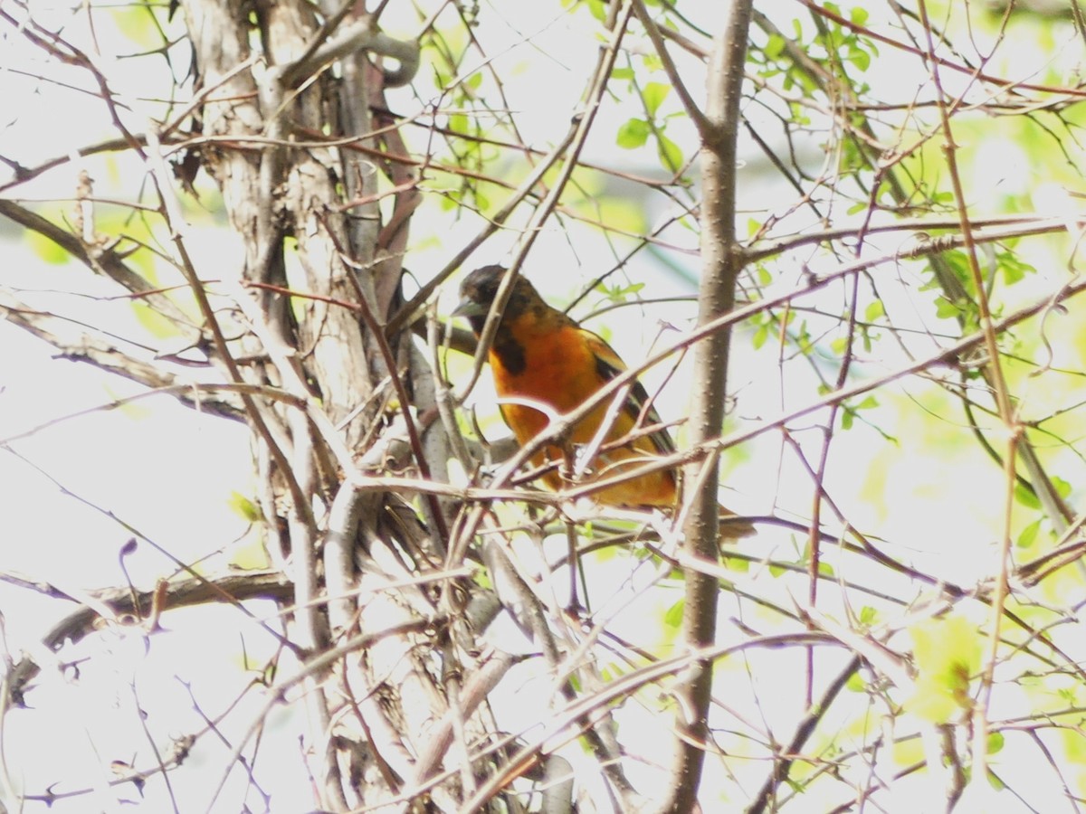 Baltimore Oriole - ML657899628