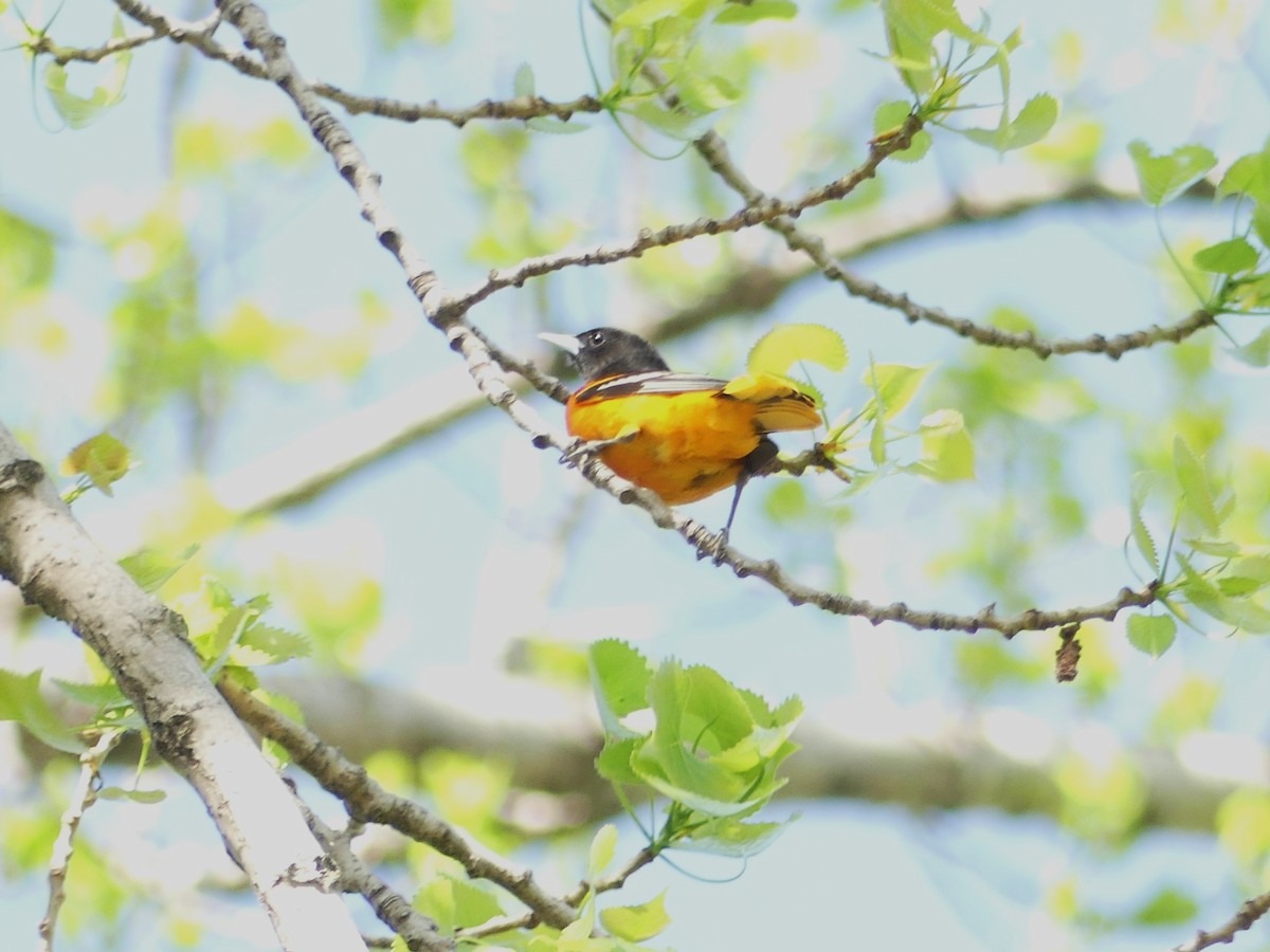 Baltimore Oriole - ML657899629