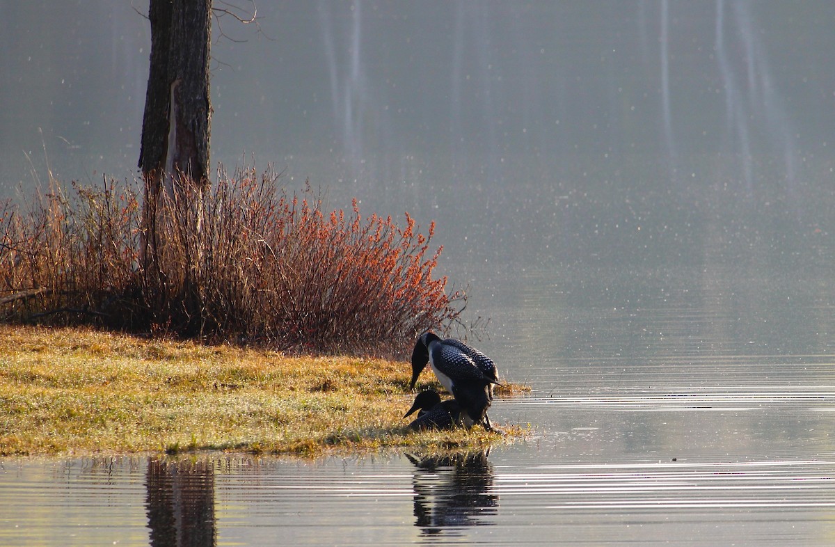 Common Loon - ML657899630