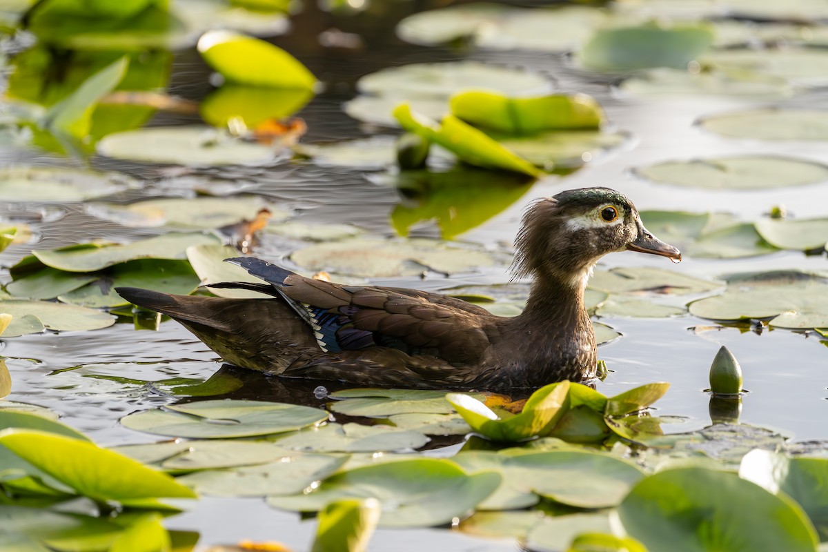 Wood Duck - ML657899631