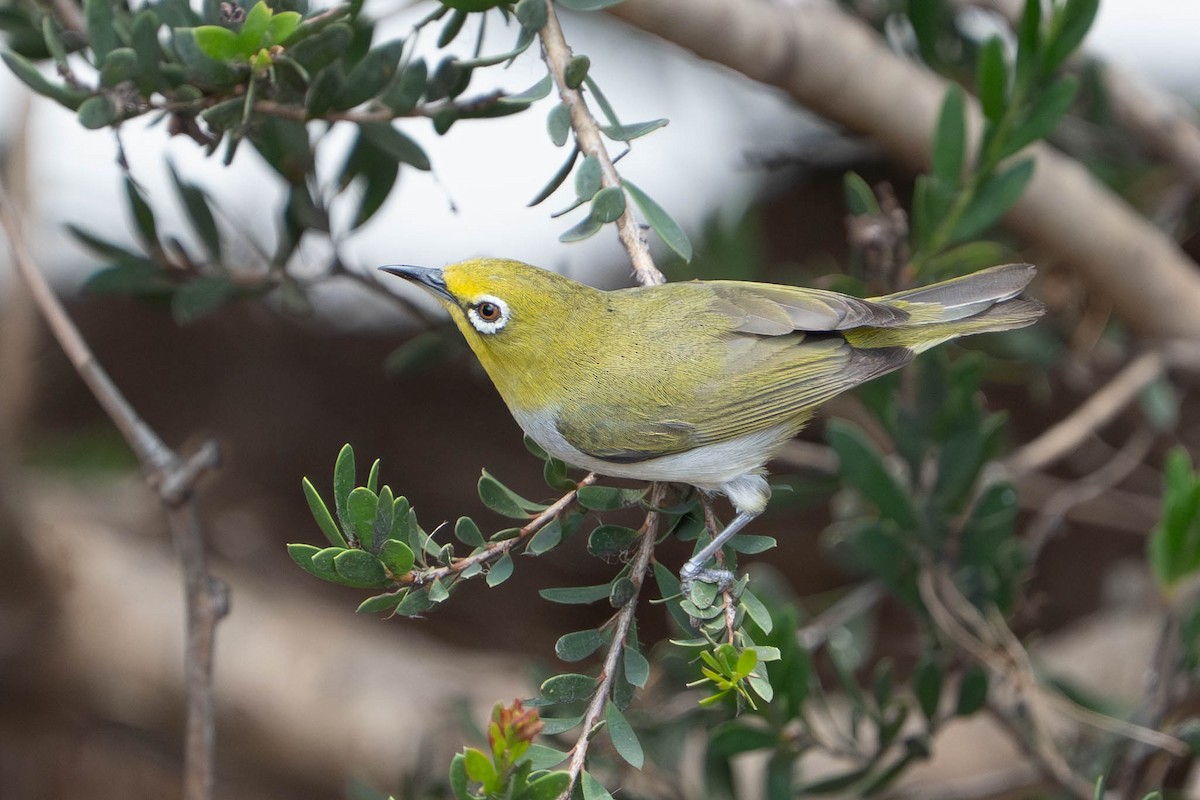 Swinhoe's White-eye - ML657899633