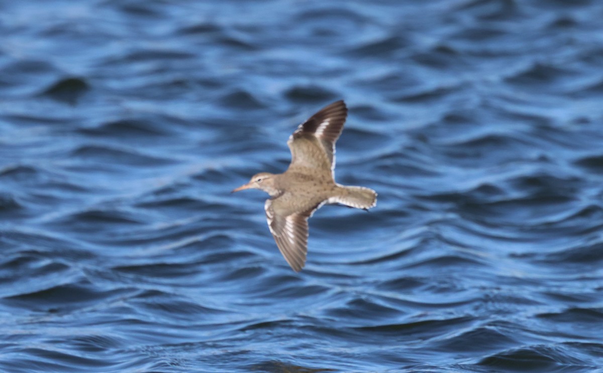 Spotted Sandpiper - ML657899635