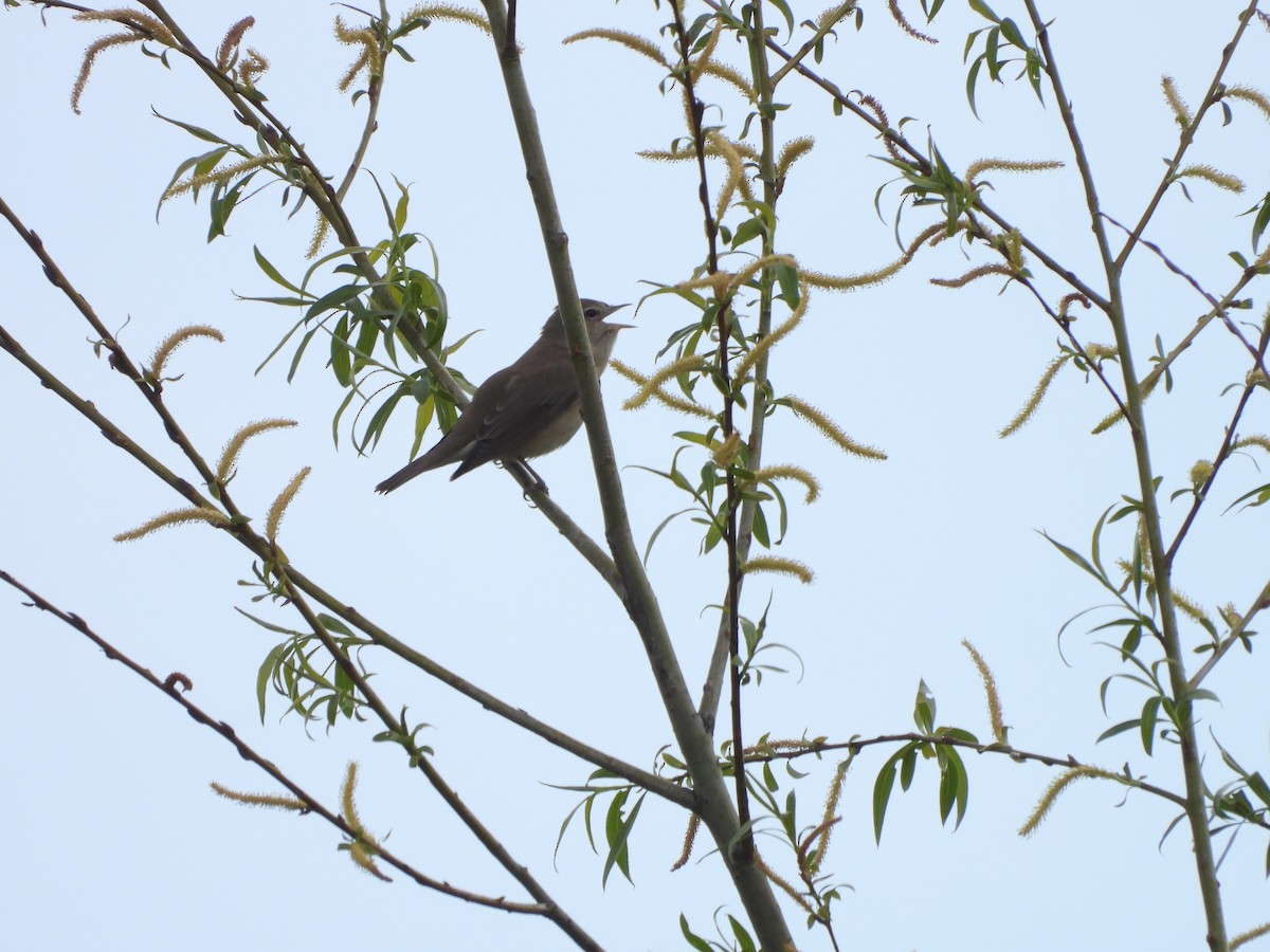 Garden Warbler - ML657899636