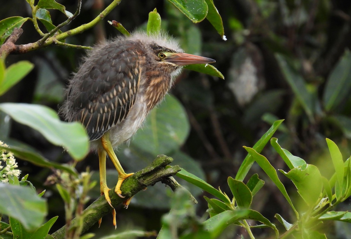 Striated Heron - ML657899637