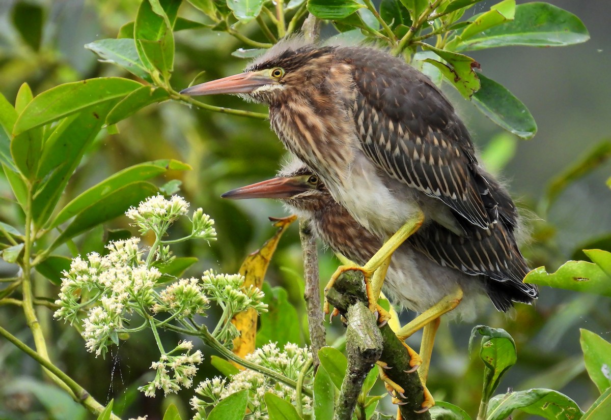 Striated Heron - ML657899638