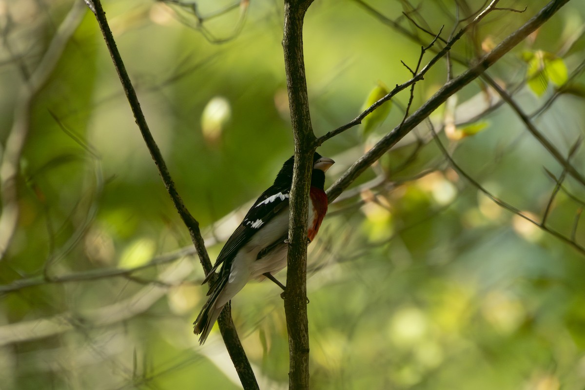 Rose-breasted Grosbeak - ML657899639