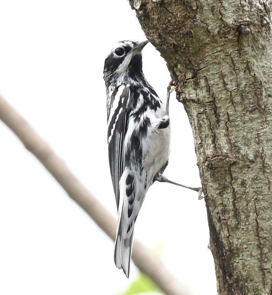 Black-and-white Warbler - ML657899640