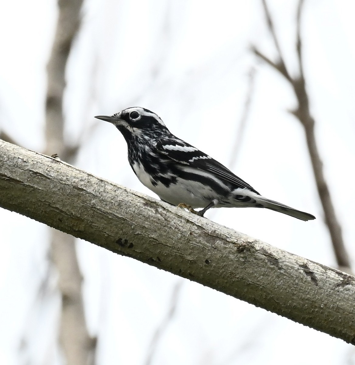 Black-and-white Warbler - ML657899641