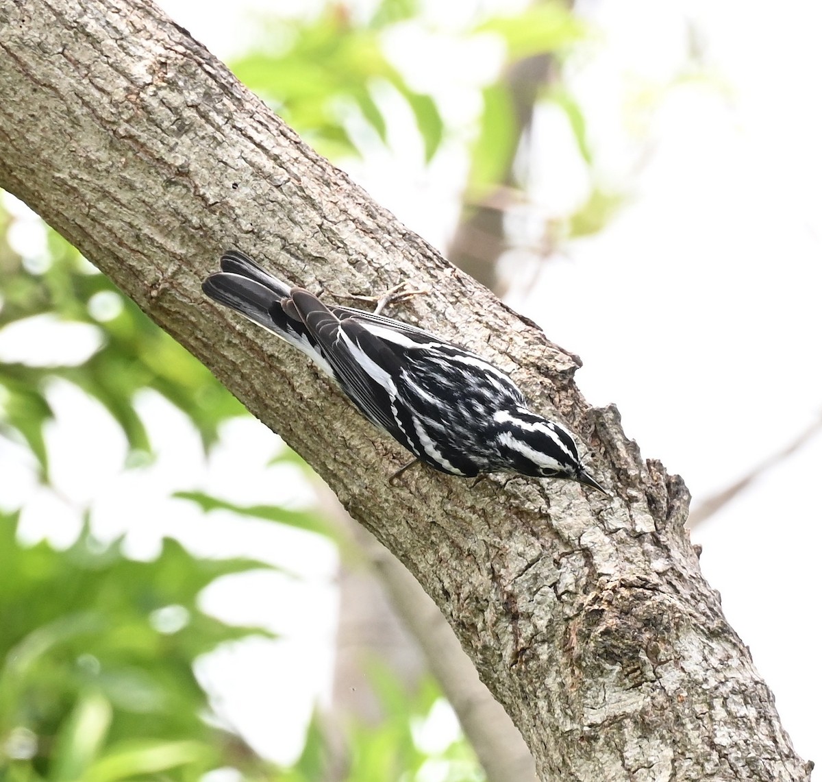 Black-and-white Warbler - ML657899642
