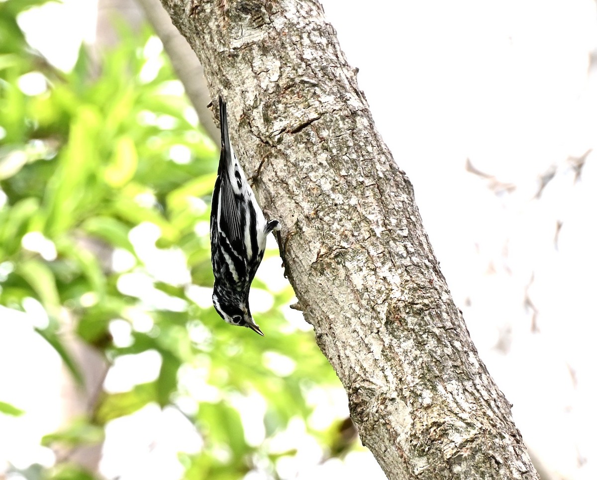 Black-and-white Warbler - ML657899643