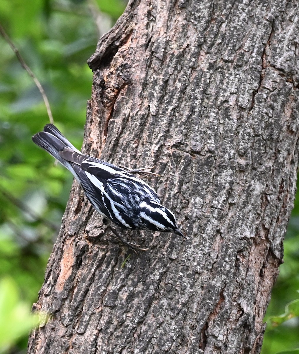 Black-and-white Warbler - ML657899644