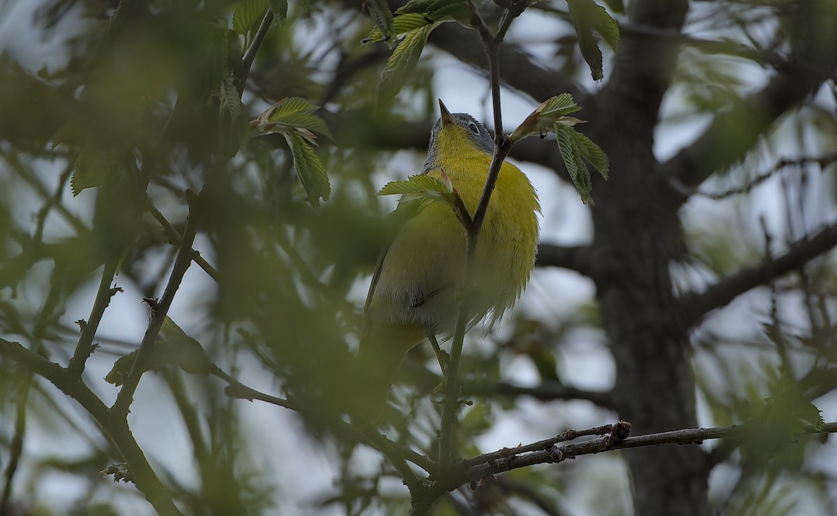 Nashville Warbler - ML657899645