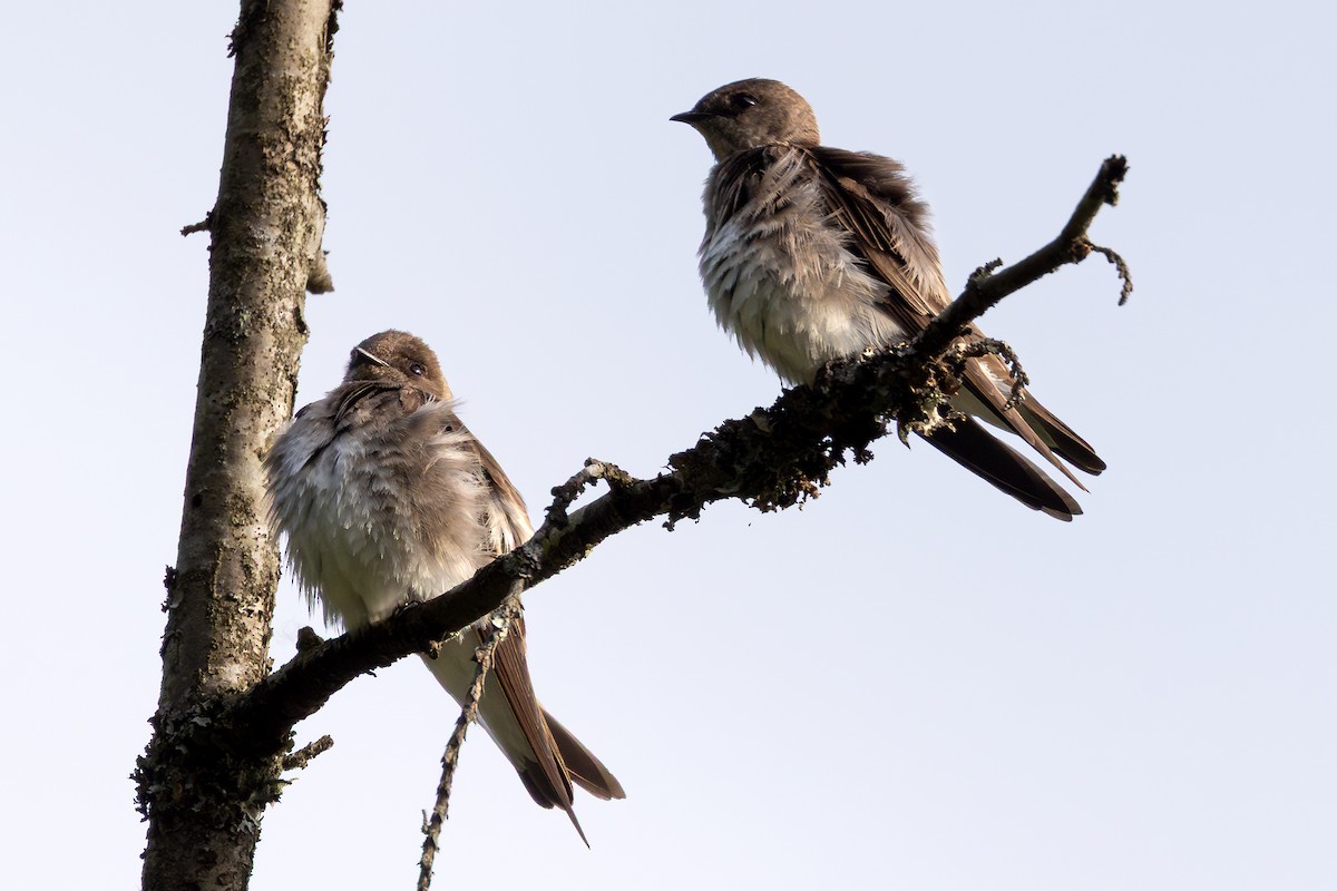Northern Rough-winged Swallow - ML657899646