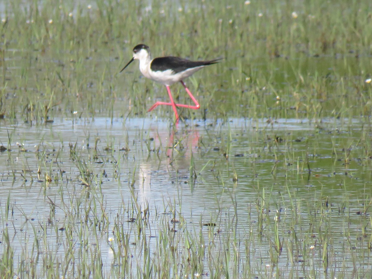 Black-winged Stilt - ML657899647